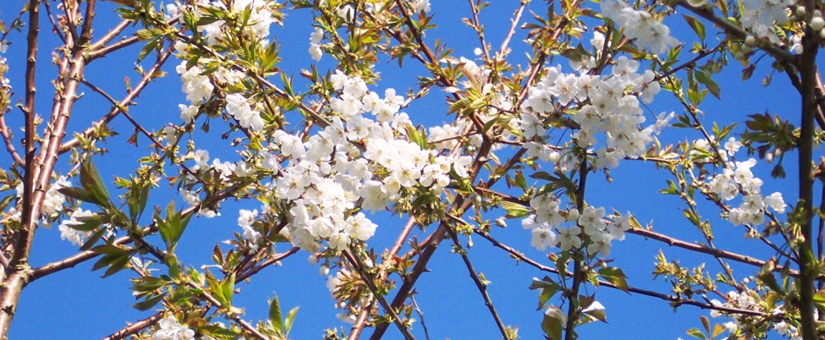 LR_Visit our planting map banner_cherry blossom (1).jpg
